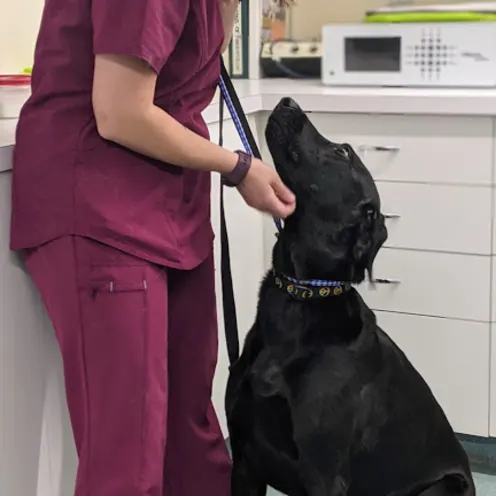 Veterinary staff with large black dog